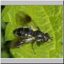 Pipiza austriaca - Keulen-Waldrandschwebfliege w01.jpg